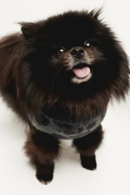 Pull jacquard pour chien - Noir/imprimé léopard