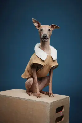 Manteau pour chien doublé de tissu Teddy bear - Beige