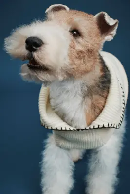 Pull pour chien en maille côtelée - Crème