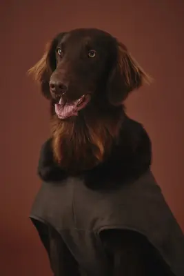 Manteau ciré pour chien - Marron foncé