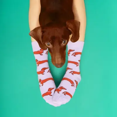 Chaussettes Teckel