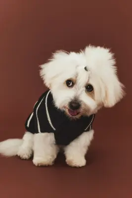Pull pour chien en maille côtelée - Noir/rayures blanches